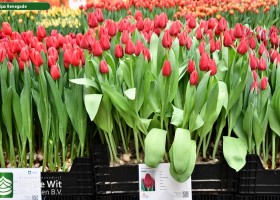 Tulipa Renegade ® (1)